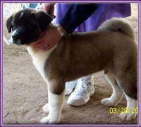 Bruce3_small