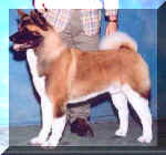 Chase (1)