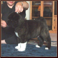 Dozer2_small