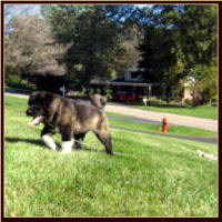 Dozer3_small