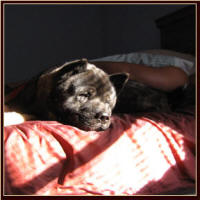 Dozer7_small
