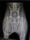 Hips_small