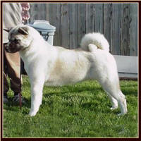 Hoochie1_small (1)