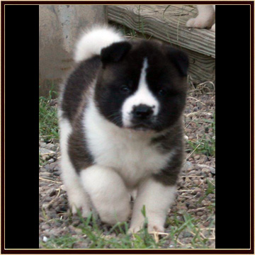 Maxxima4weeks