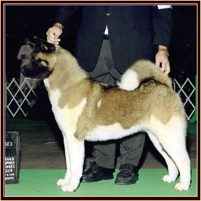 Onyx1
