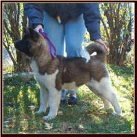 Onyx3_small