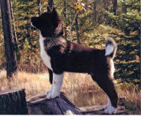 Patton_small