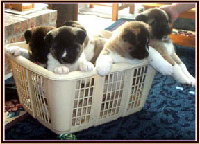 PuppiesPagePhoto