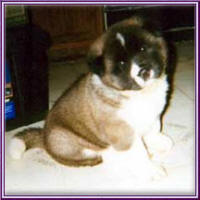 Puppy1_small