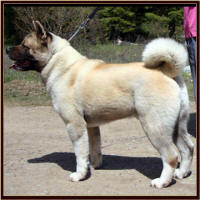 Scout_small (3)
