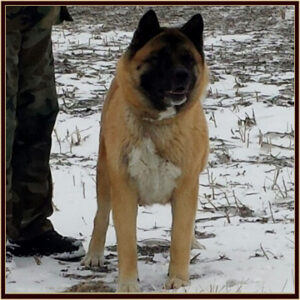 Sheva2-2014a