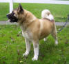 buck_small