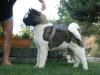 cade_small (1)