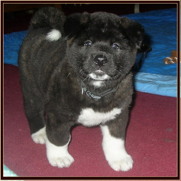 puppy