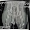 xray_small