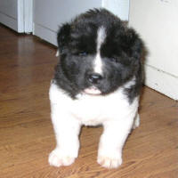 2009ALitter1_small