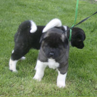 2009ALitter3_small