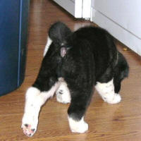 2009ALitter4_small