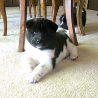 2009ALitter5_small