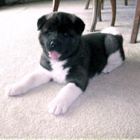 2009ALitter6_small