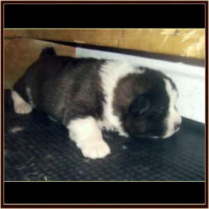 2011Litter5