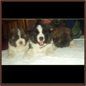2011Litter6