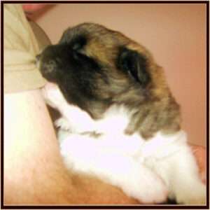 2011Litter7