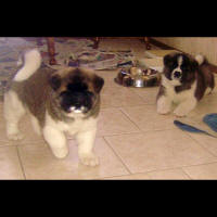 2011litter5wksb_small