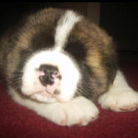 2011litter5wksc_small