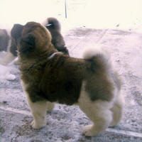 2011litter5wksd_small