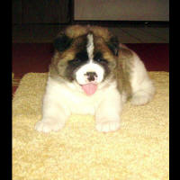 2011litter5wkse_small