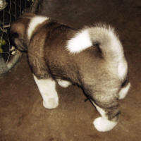 2011litter5wksh_small