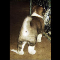 2011litter5wksi_small