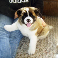2011litter5wksj_small
