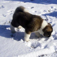 2011litter5wksk_small