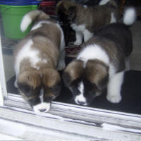 2011litter5wksl_small