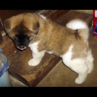 2011litter5wksm_small