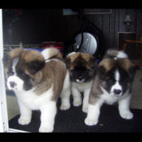 2011litter5wkso_small