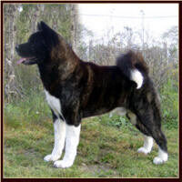 Attica17_small (1)