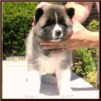 BG2_small