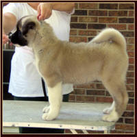 BG5_small