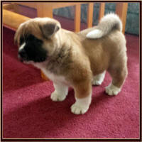 BigRed1_small
