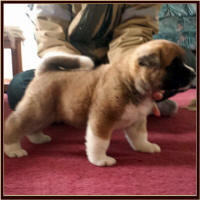 BigRed3_small