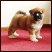 BigRed4_small