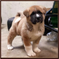 BigRed5_small