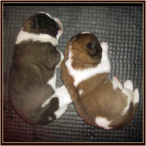BlancaPups