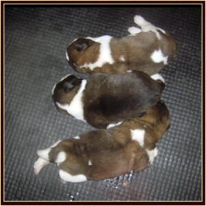BlancaPups2