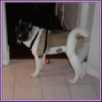 Bonita1_small