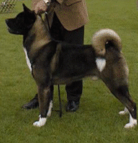 Ch. Regalia’s Trans Fur_small