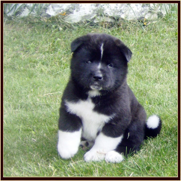 Heft4-5Weeks